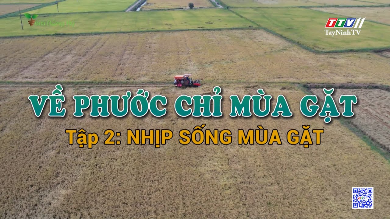 Về Phước Chỉ mùa gặt: Tập 2 - Nhịp sống mùa gặt | Tam nông ký | TayNinhTV